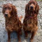 Irish red setters ready for a walk