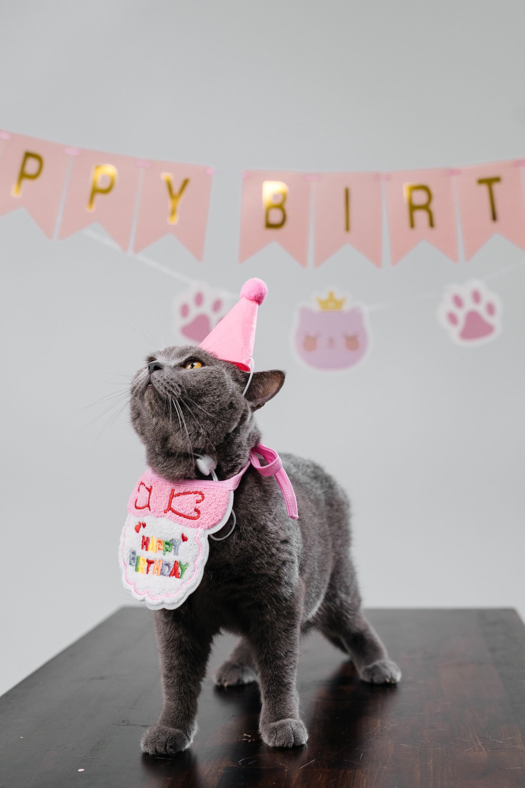Charming gray cat wearing a birthday hat and bib in a festive setting with pink decorations.